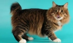 Karelian bobtail